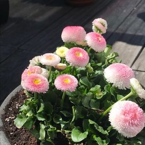 Meet your Posher, Diana